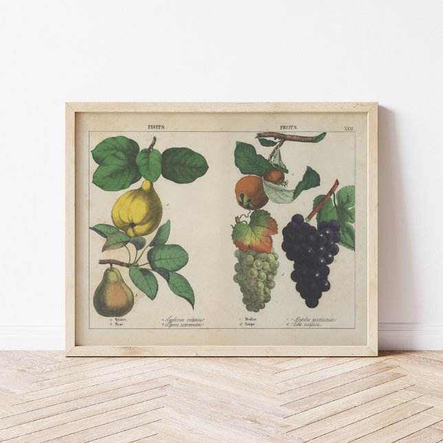 Fruits | Charlotte Mary Yonge Poster (Creator Uploaded)