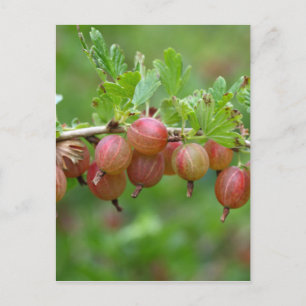 Fruits of a gooseberry postcard