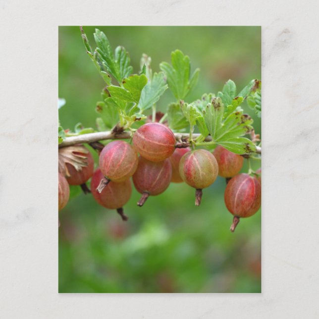 Fruits of a gooseberry postcard (Front)