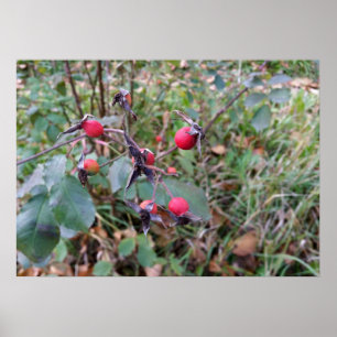 fruits of autumn poster