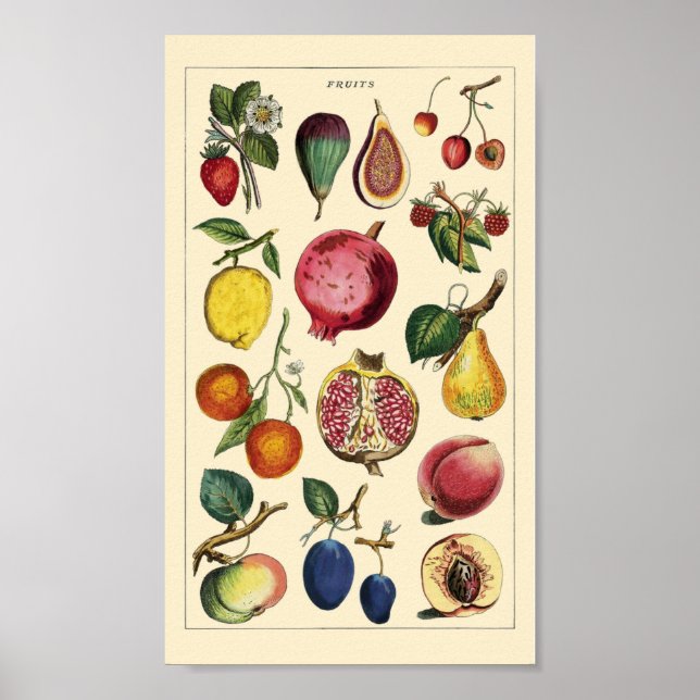 Fruits vintage poster (Front)