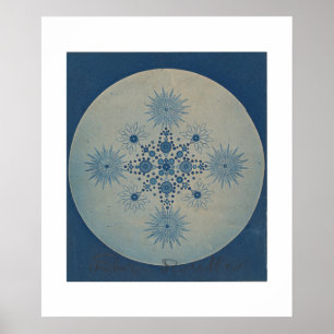 Frustules of Diatoms by Julius Wiesner Poster