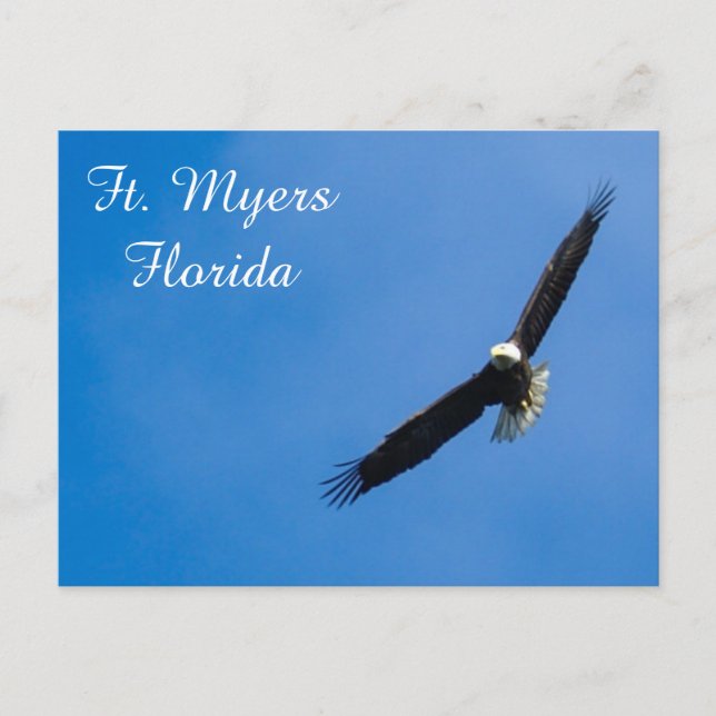 Ft. Myers Bald Eagle postcard (Front)
