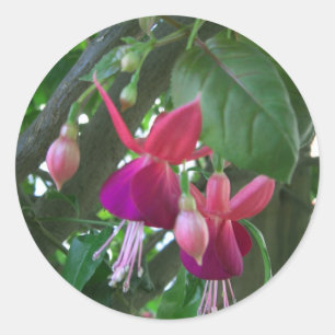 Fuchsia 2 classic round sticker