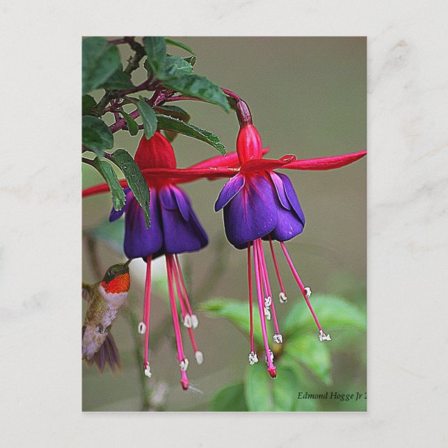 Fuchsia and Hummingbird Postcard (Front)