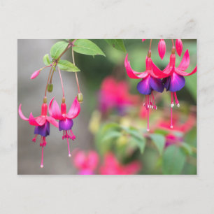 Fuchsia Blossoms Postcard
