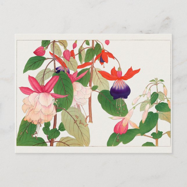 Fuchsia by Tanigami Konan Postcard (Front)