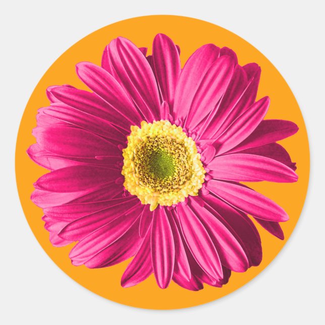Fuchsia Daisy Flower Classic Round Sticker (Front)