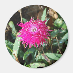 Fuchsia flower photo magnet