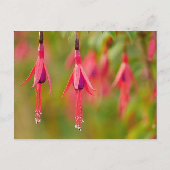 Fuchsia Flower Postcard (Front)