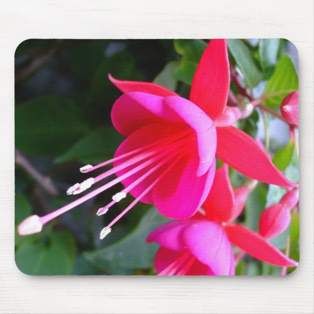 Fuchsia Mousepad (Front)