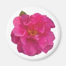 Fuchsia Pink Camellia Realistic Floral