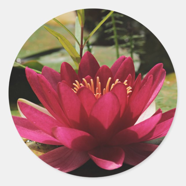 Fuchsia Pink Water Lily  Stickers Envelope Seals (Front)