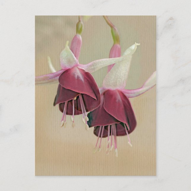 Fuchsia Postcard (Front)