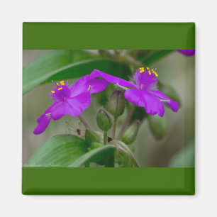 Fuchsia Spiderwort Twins Wildflower Gifts Apparel Magnet