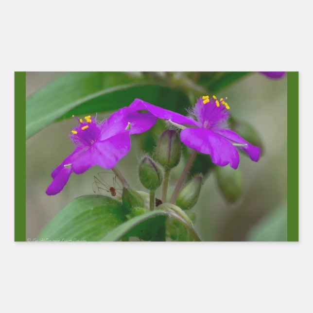 Fuchsia Spiderwort Twins Wildflower Gifts  Apparel Rectangular Sticker (Front)