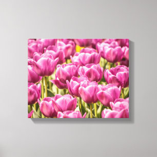 Fuchsia Tulip - Canvas Print