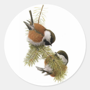 Fuertes' Chestnut-backed Chickadee Classic Round Sticker