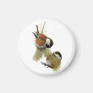 Fuertes' Chestnut-backed Chickadee Magnet