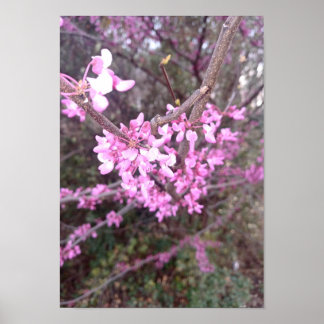 Full Bloom Poster