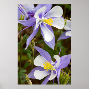 Full Frame Columbine Poster