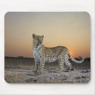 Full length view  of  Leopard (Panthera pardus) Mouse Pad
