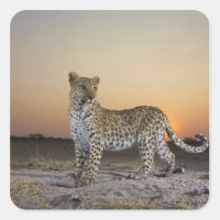 Full length view of Leopard (Panthera pardus)