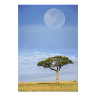 Full moon above acacia trees, Masai Mara, Photo Print