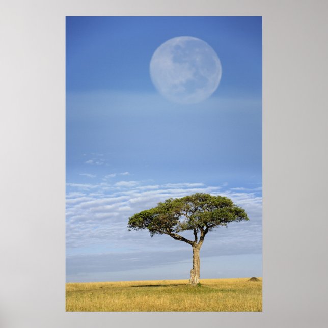 Full moon above acacia trees, Masai Mara, Poster (Front)