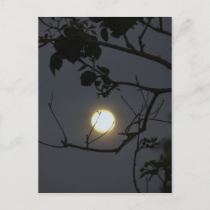 Full Moon Madness Postcard