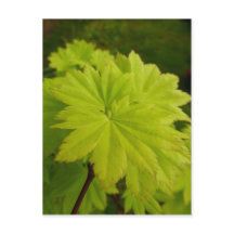 Full Moon Maple Leaves Postcard
