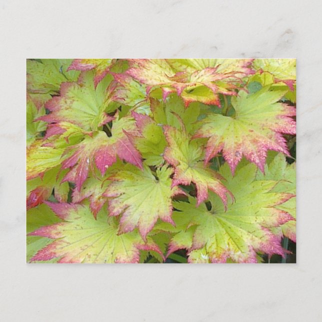 Full Moon Maple Postcard (Front)