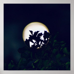 Full Moon Photography Poster print for framing