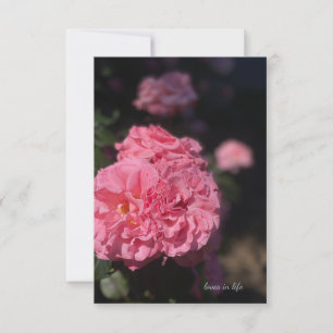 Full Pink Rose Card