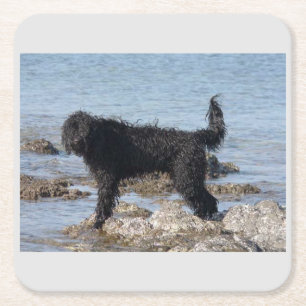 full second portuguese water dog square paper coaster