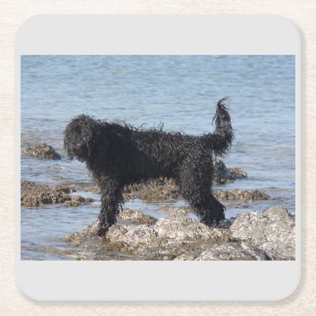 full second portuguese water dog square paper coaster (Front)