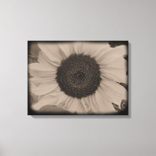 Full Sunflower Face in Diatrope Canvas Print