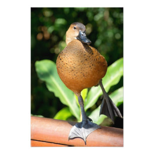 Fulvous Whistling Duck On Rail Photo Print