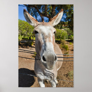 Fun brown donkey portrait poster