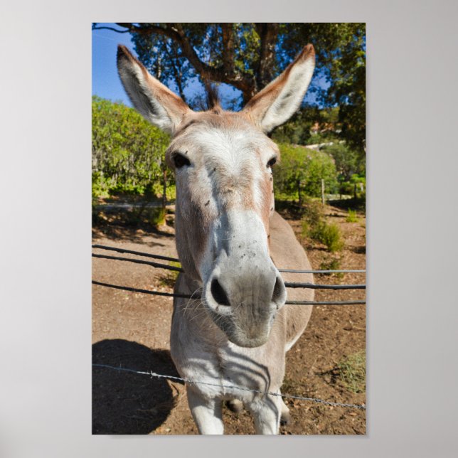 Fun brown donkey portrait poster (Front)