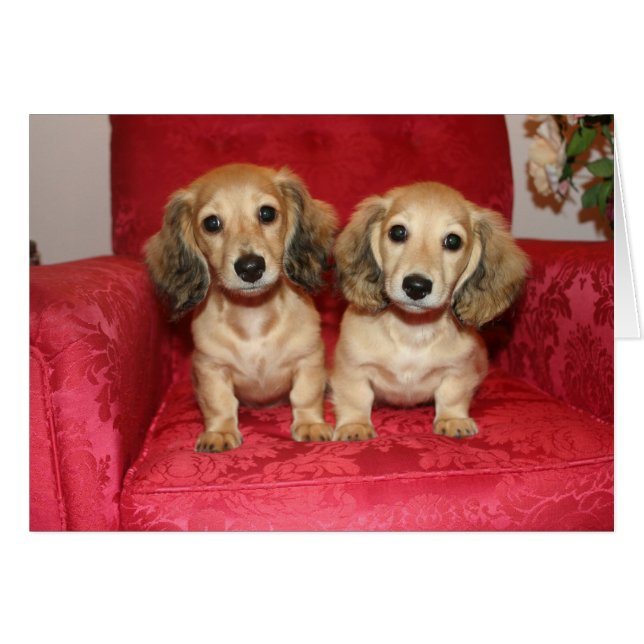 fun card (Front Horizontal)