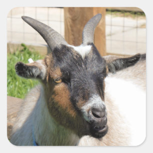 FUN CUTE GOAT SQUARE STICKER