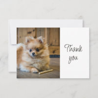 Fun Cute Pomeranian Chihuahua Dog Thank You