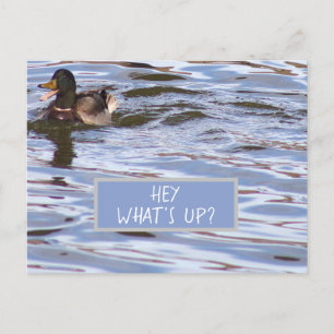 Fun Duck Postcard