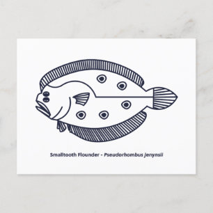 Fun Flounder Fish in Deepest Blue and White Postcard