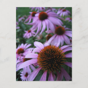 Fun Flowers Postcard