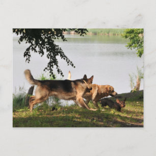 Fun, fun, fun! postcard