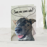 Fun Grey Brindle Cattle Dog Photograph