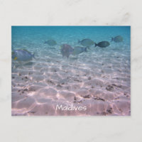 Fun Maldives Coral Fish White Sand Lagoon