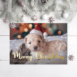 Fun Merry Christmas Pet Photo